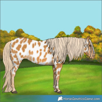 Horse Color:Palomino Appaloosa 