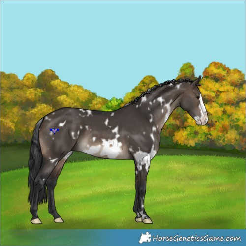 Horse Color:White Spotted Brown Dun Frame 