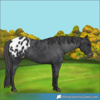 Horse Color:Black Appaloosa 