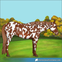 Horse Color:Chestnut Near Leopard 