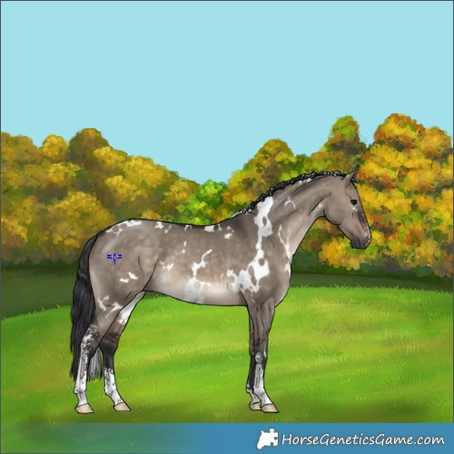 Horse Color:White Spotted Brown Dun Sabino 