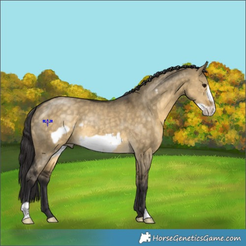 Horse Color:Buckskin Dun Frame 