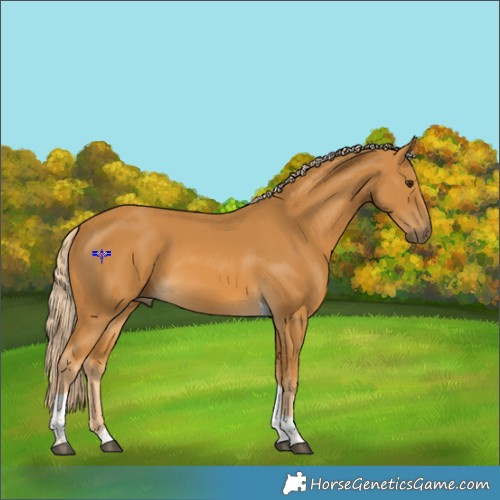 Horse Color:Palomino Tobiano 