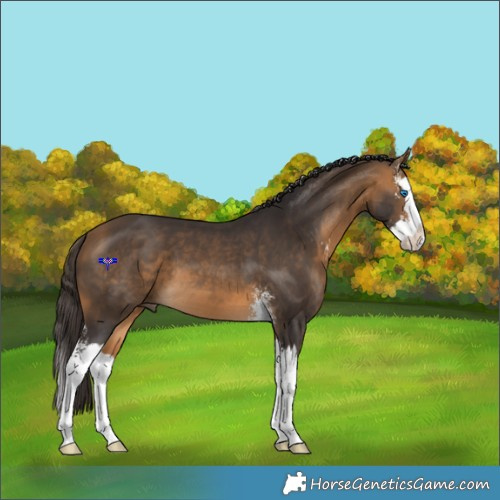 Horse Color:Buckskin Sabino Splash 