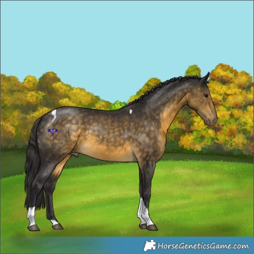 Horse Color:Buckskin Tobiano 