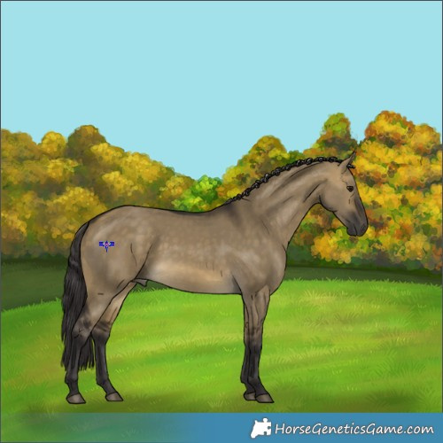Horse Color:Buckskin Dun 