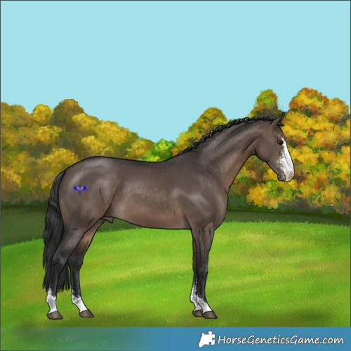 Horse Color:Brown Dun Sabino 