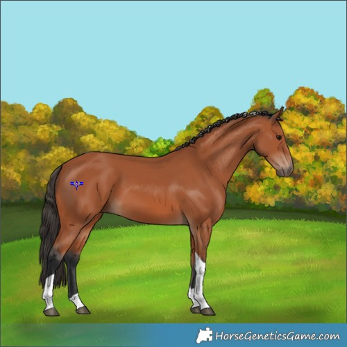 Horse Color:Bay Tobiano