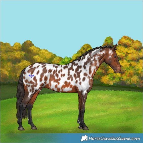 Horse Color:Bay Appaloosa