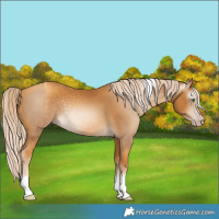 Horse Color:Gray Gold Cream Champagne Tobiano 
