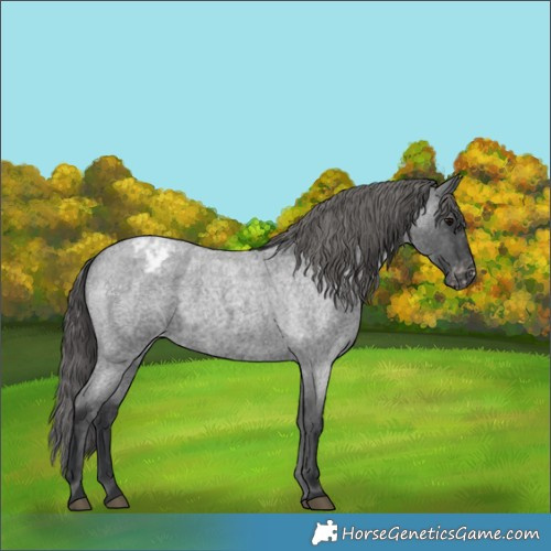 Horse Color:Blue Roan Appaloosa