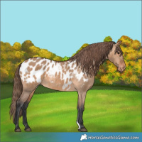 Horse Color:Bay Dun Appaloosa 