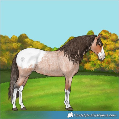Horse Color:Bay Roan Splash Appaloosa