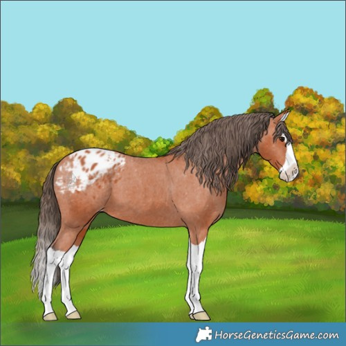 Horse Color:Bay Splash Appaloosa 