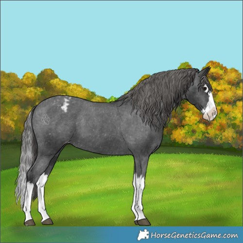 Horse Color:Black Splash Appaloosa 
