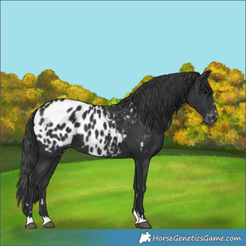 Horse Color:Black Appaloosa 