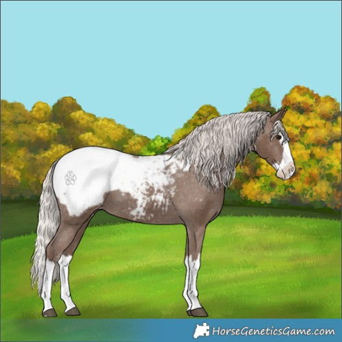 Horse Color:Silver Black Splash Appaloosa 