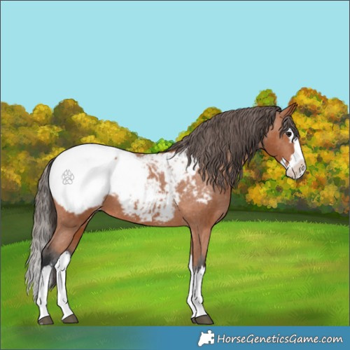 Horse Color:Bay Splash Appaloosa 