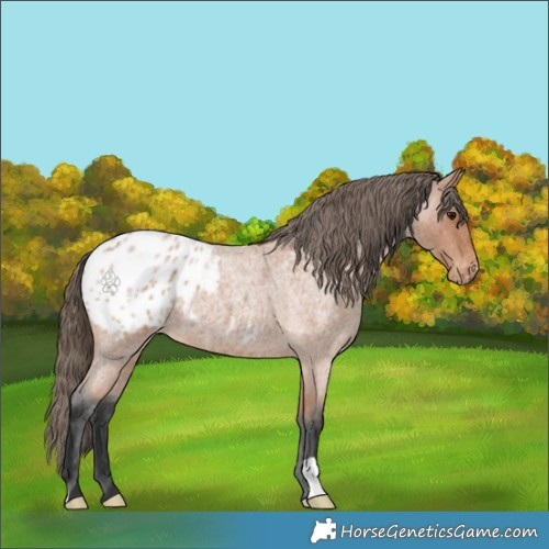 Horse Color:Bay Roan Appaloosa