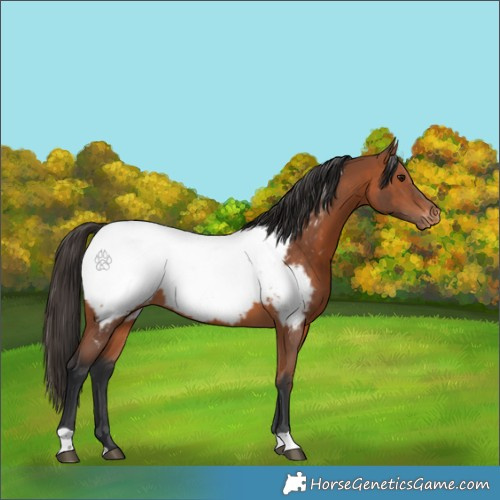 Horse Color:Bay Appaloosa