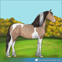 Horse Color:Sable Champagne Tobiano 