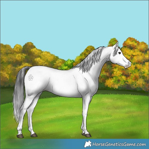 Horse Color:Blue Roan Appaloosa 