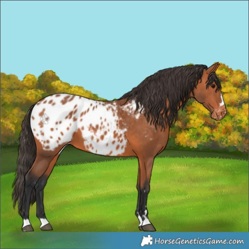 Horse Color:Bay Appaloosa 