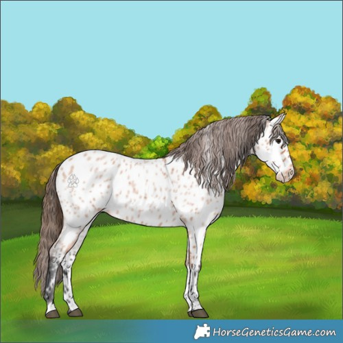 Horse Color:Bay Roan Appaloosa 