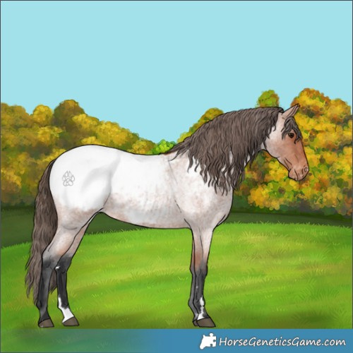 Horse Color:Bay Roan Appaloosa