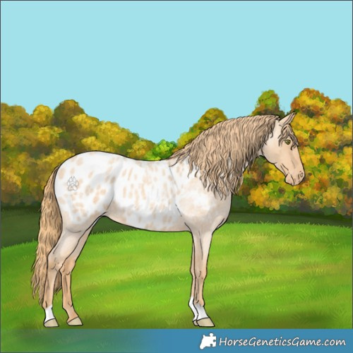 Horse Color:Gold Champagne Roan Tobiano Appaloosa 