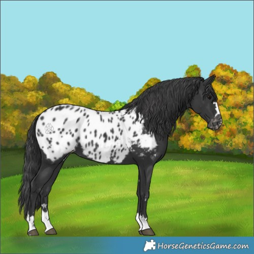 Horse Color:Black Appaloosa 