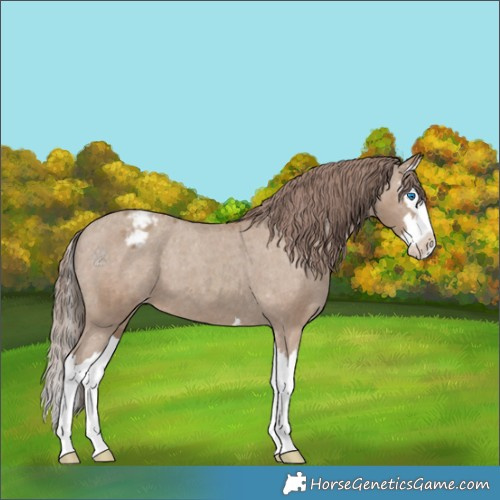 Horse Color:Classic Champagne Splash Appaloosa 