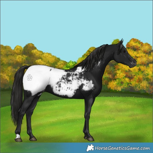 Horse Color:Gray Black Appaloosa 