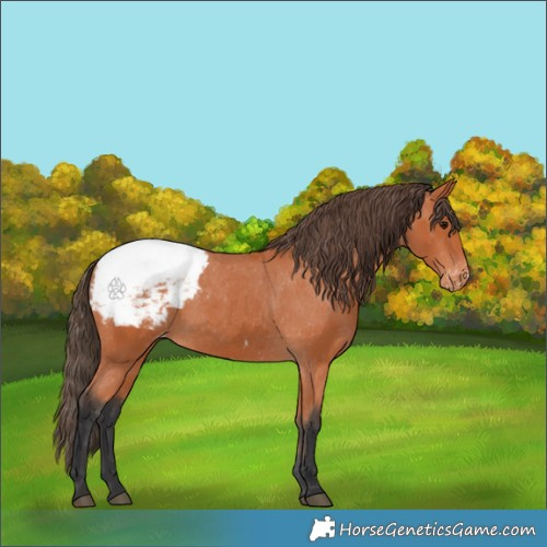 Horse Color:Bay Appaloosa