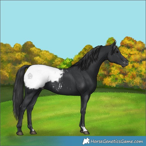 Horse Color:Black Appaloosa 