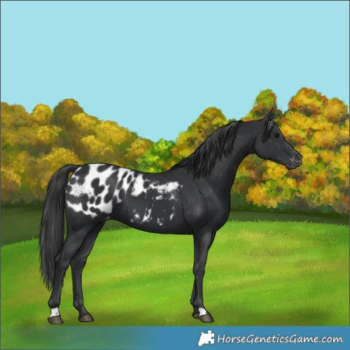 Horse Color:Black Appaloosa 