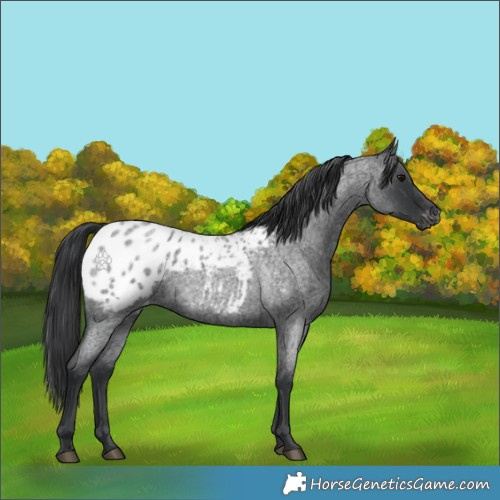 Horse Color:Blue Roan Appaloosa 