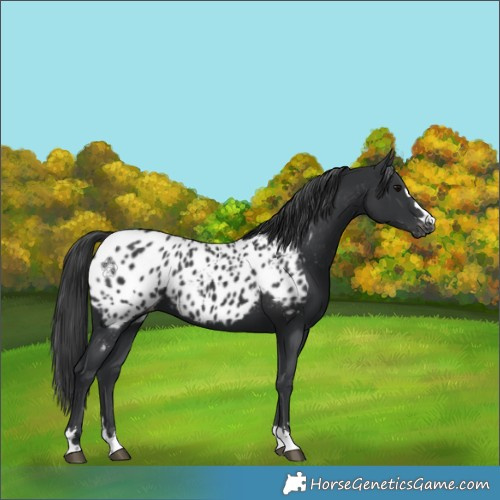 Horse Color:Black Appaloosa 