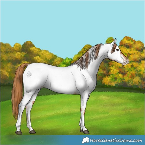 Horse Color:Chestnut Tobiano Appaloosa 