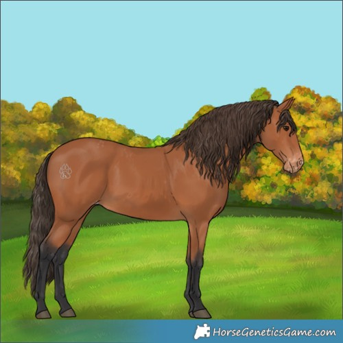 Horse Color:Bay Appaloosa 