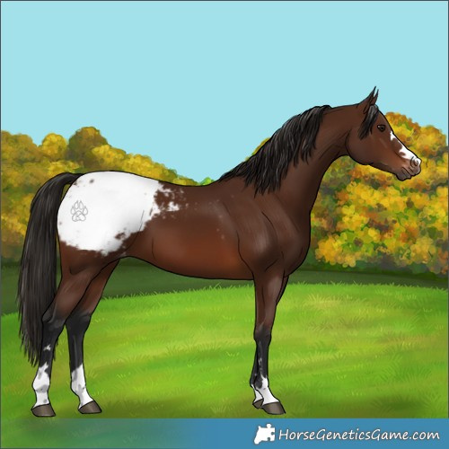 Horse Color:Gray Bay Appaloosa 