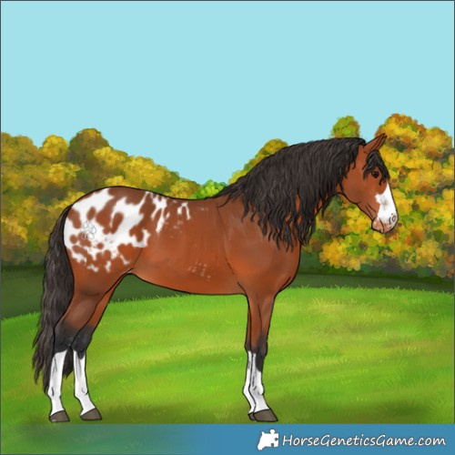 Horse Color:Bay Appaloosa 