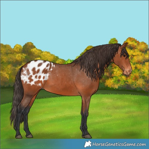 Horse Color:Bay Appaloosa 