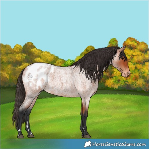 Horse Color:Bay Roan Appaloosa