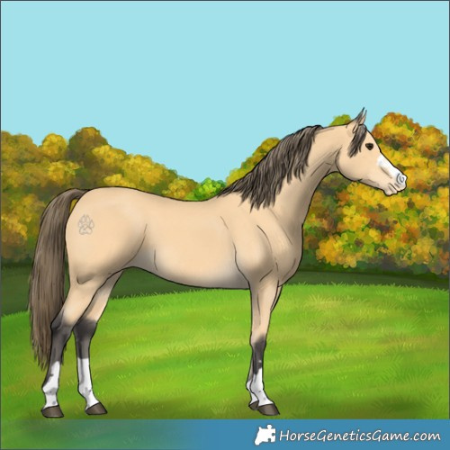 Horse Color:Buckskin Appaloosa 