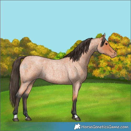 Horse Color:Bay Roan Appaloosa