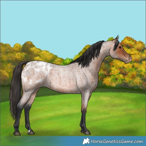 Horse Color:Bay Roan Appaloosa
