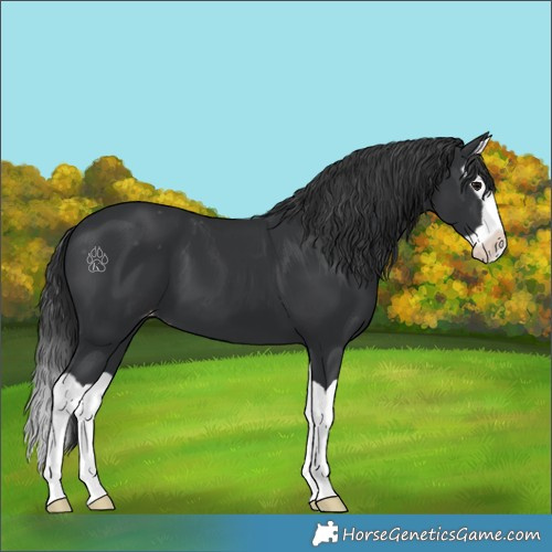 Horse Color:Black Splash Appaloosa 