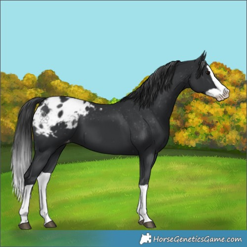 Horse Color:Black Splash Appaloosa