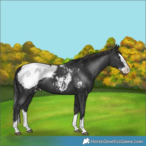 Horse Color:Black Splash Appaloosa 